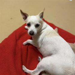 Shelter Stray Female Dog last seen MONTANA RD, 130 Beyer Way, Chula Vista, CA 91911, USA