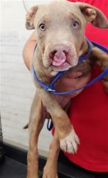 Shelter Stray Male Dog last seen LITTLE LEAGUE DR AND BELMONT, 333 Chandler Pl, San Bernardino, CA 92408, USA