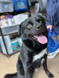Shelter Stray Female Dog last seen E ORLANDO ST AND MONSERATE AVE, 130 Beyer Way, Chula Vista, CA 91911, USA