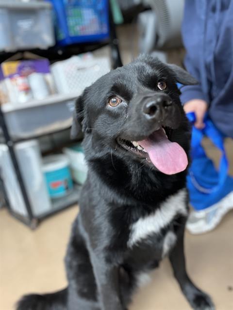 Shelter Stray Female Dog last seen E ORLANDO ST AND MONSERATE AVE, 130 Beyer Way, Chula Vista, CA 91911, USA