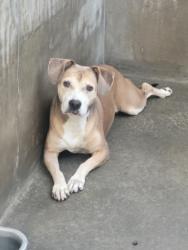 Shelter Stray Female Dog last seen , 14409 Vanowen St, Van Nuys, CA 91405, USA