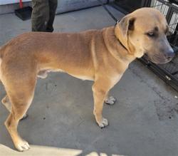 Shelter Stray Male Dog last seen , 14409 Vanowen St, Van Nuys, CA 91405, USA