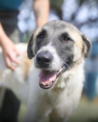 Shelter Stray Female Dog last seen Near BLOCK BRIGGS AVE, 4710 TX-151, San Antonio, TX 78227, USA