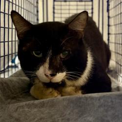 Shelter Stray Male Cat last seen S DEWEY ROBBINS RD/BRANDI KALA LN, HOWEY IN THE HILLS, 12280 County Rd 448, Tavares, FL 32778, USA