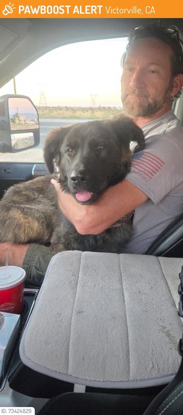 Found/Stray Female Dog last seen Palmdale Rd and El Evado, Victorville, CA 92307