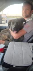 Found/Stray Female Dog last seen Palmdale Rd and El Evado, Victorville, CA 92307
