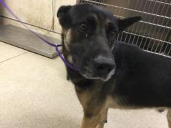 Shelter Stray Male Dog last seen Near BLOCK CRESTMORE RD, JURUPA VALLEY, CA, 6851 Van Buren Boulevard, Jurupa Valley, CA 92509, USA