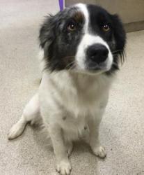 Shelter Stray Male Dog last seen Near BLOCK KERN DR, JURUPA VALLEY CA, 6851 Van Buren Boulevard, Jurupa Valley, CA 92509, USA