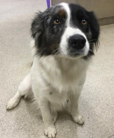 Shelter Stray Male Dog last seen Near BLOCK KERN DR, JURUPA VALLEY CA, 6851 Van Buren Boulevard, Jurupa Valley, CA 92509, USA
