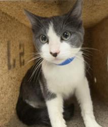 Shelter Stray Male Cat last seen Near BLOCK RIVERSIDE PLAZA DR, RIVERSIDE CA 92506, 6851 Van Buren Boulevard, Jurupa Valley, CA 92509, USA