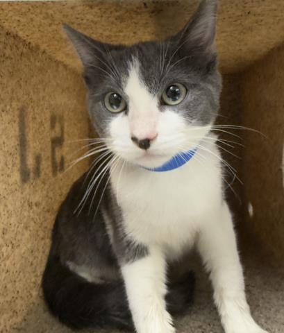 Shelter Stray Male Cat last seen Near BLOCK RIVERSIDE PLAZA DR, RIVERSIDE CA 92506, 6851 Van Buren Boulevard, Jurupa Valley, CA 92509, USA