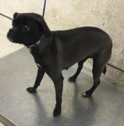 Shelter Stray Female Dog last seen Near BLOCK LA SIERRA AVE, RIVERSIDE CA 92505, 6851 Van Buren Boulevard, Jurupa Valley, CA 92509, USA