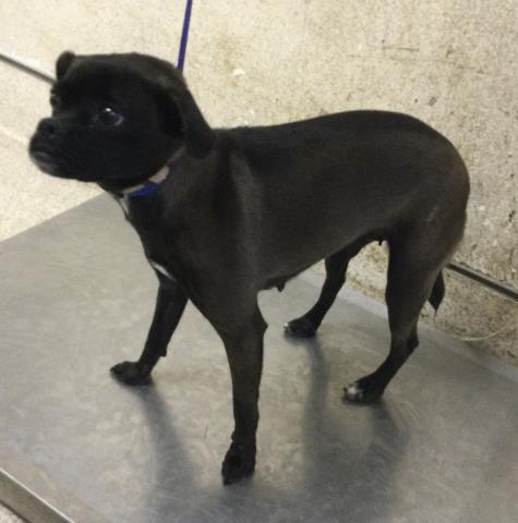 Shelter Stray Female Dog last seen Near BLOCK LA SIERRA AVE, RIVERSIDE CA 92505, 6851 Van Buren Boulevard, Jurupa Valley, CA 92509, USA