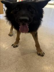 Shelter Stray Male Dog last seen , 957 N Gaffey St, San Pedro, CA 90731, USA