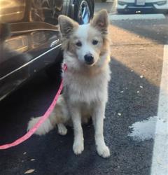 Shelter Stray Male Dog last seen Near BLOCK BLCK N STUDEBAKER RD, LONG BEACH, CA 90815, 7700 E Spring St, Long Beach, CA 90815, USA