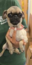 Shelter Stray Female Dog last seen Near BLOCK NORTHWOOD AVE, SAN JACINTO, 581 S Grand Ave, San Jacinto, CA 92582, USA