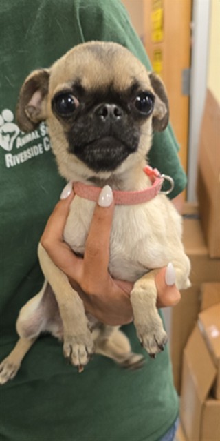 Shelter Stray Female Dog last seen Near BLOCK NORTHWOOD AVE, SAN JACINTO, 581 S Grand Ave, San Jacinto, CA 92582, USA