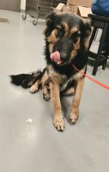 Shelter Stray Male Dog last seen Near BLOCK CLLE SAN SEBASTIAN, SAN JACINTO, CA, 581 S Grand Ave, San Jacinto, CA 92582, USA