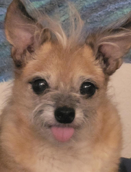 Lost Male Dog last seen 91st Ave & Columbus, Phoenix, AZ 85037