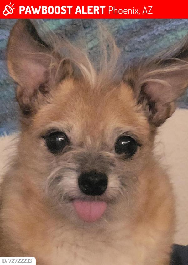 Lost Male Dog last seen 91st Ave & Columbus, Phoenix, AZ 85037