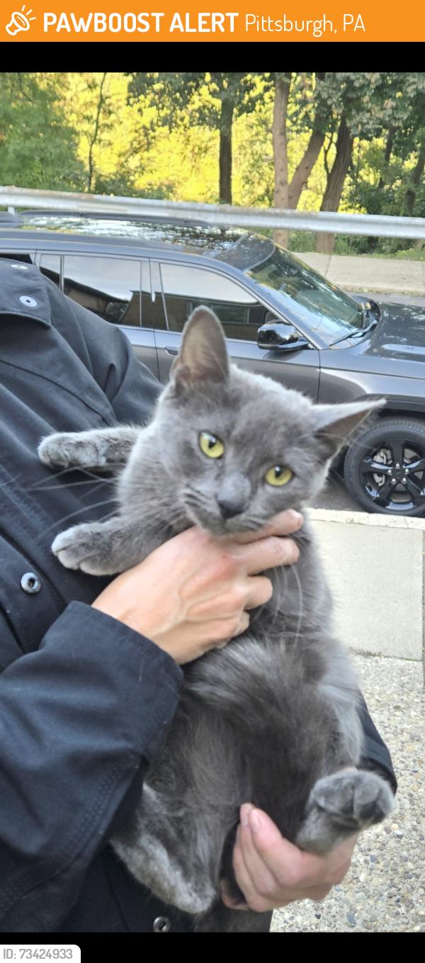 Found/Stray Unknown Cat last seen Catamaran/ Henderson St, Pittsburgh, PA 15212