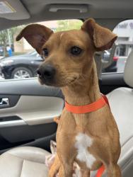 Found/Stray Male Dog last seen Carroll st and old Charlotte hwy, Monroe, NC 28112