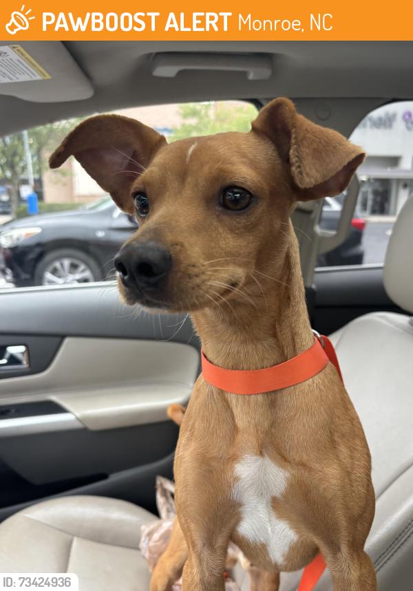 Found/Stray Male Dog last seen Carroll st and old Charlotte hwy, Monroe, NC 28112