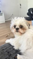 Reunited Female Dog last seen Austin Texas, Round Rock, TX 78664