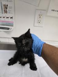 Shelter Stray Female Cat last seen Popeyes Chicken, Oakland, CA, 1101 29th Ave, Oakland, CA 94601, USA