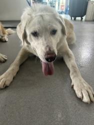 Shelter Stray Male Dog last seen , , TX, 355 Hillshire Dr, Haslet, TX 76052, USA