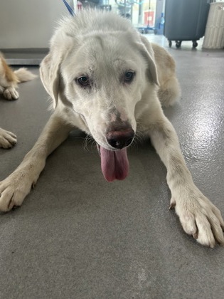 Shelter Stray Male Dog last seen , , TX, 355 Hillshire Dr, Haslet, TX 76052, USA