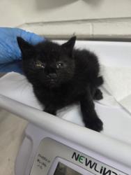 Shelter Stray Male Cat last seen Near 106th ave, Oakland, CA, 1101 29th Ave, Oakland, CA 94601, USA