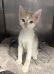 Shelter Stray Male Cat last seen Near Temples Point Rd, Havelock, NC, 1639 Old Airport Rd, New Bern, NC 28562, USA