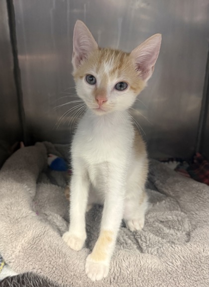 Shelter Stray Male Cat last seen Near Temples Point Rd, Havelock, NC, 1639 Old Airport Rd, New Bern, NC 28562, USA