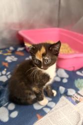 Shelter Stray Female Cat last seen Near nc 306 hwy s, Pamlico County, NC, 1639 Old Airport Rd, New Bern, NC 28562, USA
