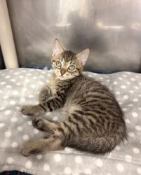 Shelter Stray Male Cat last seen Near Luke Ct, New Bern,, 1639 Old Airport Rd, New Bern, NC 28562, USA