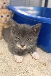 Shelter Stray Female Cat last seen Near Davis St, New Bern City Limits,, 1639 Old Airport Rd, New Bern, NC 28562, USA