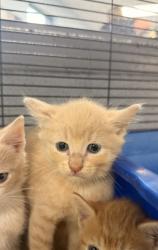 Shelter Stray Male Cat last seen at house, Fairfield Harbour, NC, 1639 Old Airport Rd, New Bern, NC 28562, USA