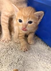 Shelter Stray Male Cat last seen at house, Fairfield Harbour, NC, 1639 Old Airport Rd, New Bern, NC 28562, USA