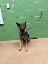 Shelter Stray Female Dog last seen Near Moore Rd, 29657, Anderson County, SC, 1320 US-29, Anderson, SC 29626, USA