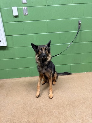 Shelter Stray Female Dog last seen Near Moore Rd, 29657, Anderson County, SC, 1320 US-29, Anderson, SC 29626, USA