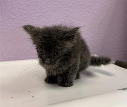 Shelter Stray Male Cat last seen Near Fred Willson ave, CITY of El Paso, TX, 5001 Fred Wilson Ave, El Paso, TX 79906, USA