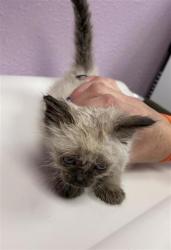 Shelter Stray Female Cat last seen Near Fred Willson ave, CITY of El Paso, TX, 5001 Fred Wilson Ave, El Paso, TX 79906, USA