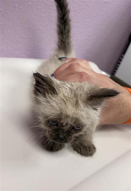 Shelter Stray Female Cat last seen Near Fred Willson ave, CITY of El Paso, TX, 5001 Fred Wilson Ave, El Paso, TX 79906, USA