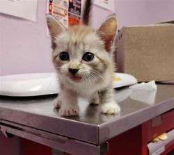 Shelter Stray Female Cat last seen Near Red Sun, CITY of El Paso, TX, 5001 Fred Wilson Ave, El Paso, TX 79906, USA