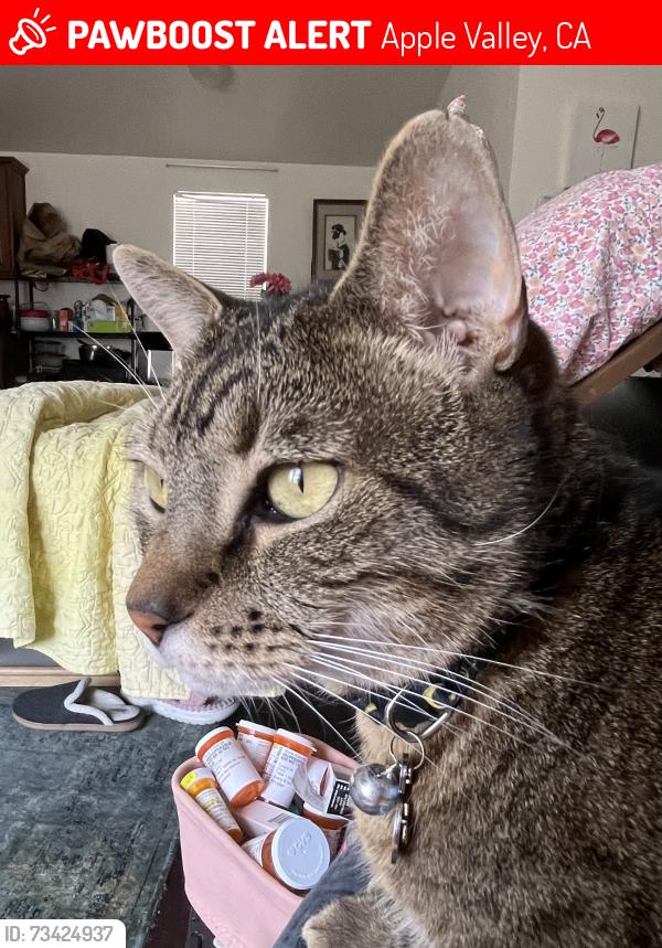 Lost Male Cat last seen #35 in park, Apple Valley, CA 92307
