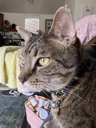 Lost Male Cat last seen #35 in park, Apple Valley, CA 92307