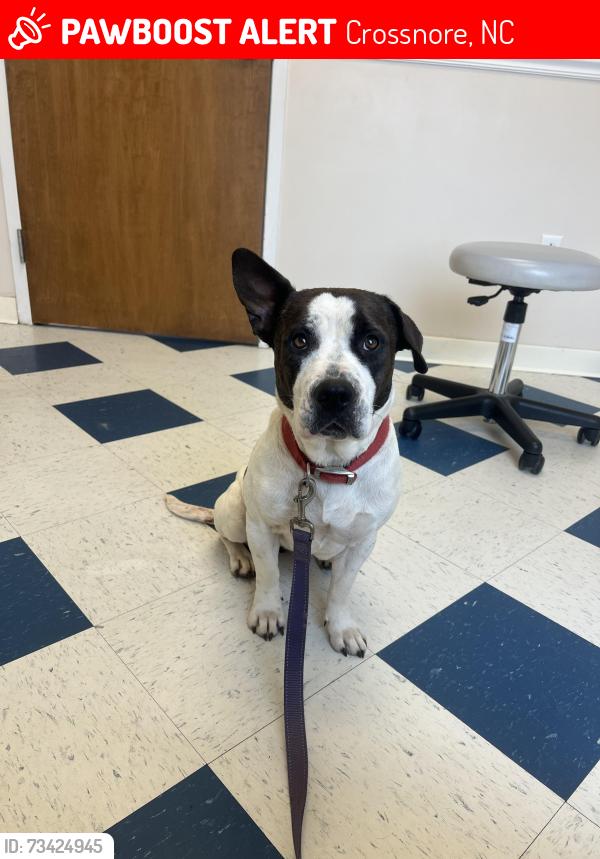 Lost Female Dog last seen Last seen near the pharmacy and exxon, Crossnore, NC 28616