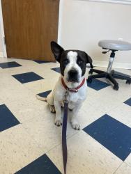 Lost Female Dog last seen Last seen near the pharmacy and exxon, Crossnore, NC 28616