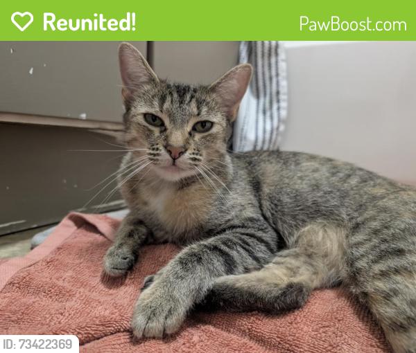 Reunited Female Cat last seen Between Airport and pine on F st, Lompoc, CA 93436